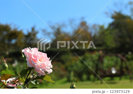ピンク色の薔薇 ラ・マリエ ピンク色の薔薇 ラ・マリエ 123973129
