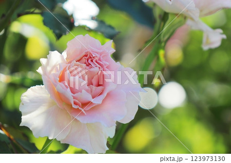 ピンク色の薔薇 ラ・マリエ ピンク色の薔薇 ラ・マリエ 123973130