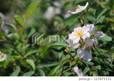 白い一重の薔薇 ニューサ 白い一重の薔薇 ニューサ 123973131
