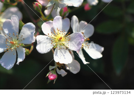 白い一重の薔薇 ニューサ 白い一重の薔薇 ニューサ 123973134