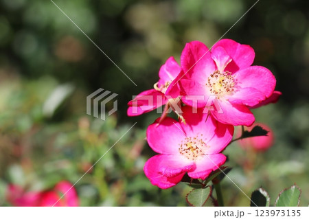 ピンクの一重の薔薇 ルポ ピンクの一重の薔薇 ルポ 123973135