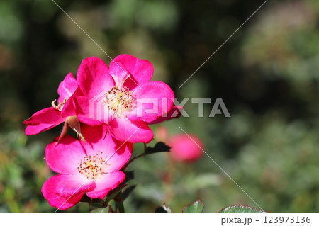 ピンクの一重の薔薇 ルポ ピンクの一重の薔薇 ルポ 123973136