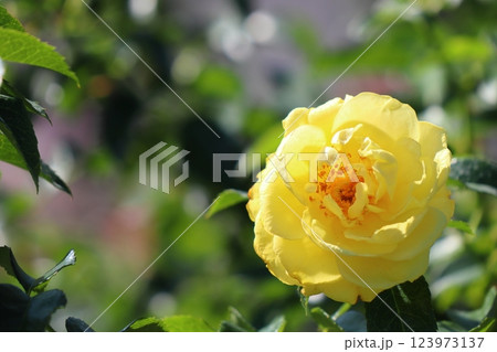 黄色の薔薇 ソレロ 黄色の薔薇 ソレロ 123973137