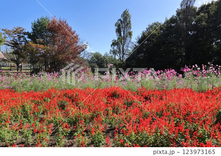 真っ赤なサルビアと秋桜の花畑 123973165