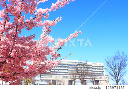 愛知県名古屋市、中部労災病院と桜の風景 123973185