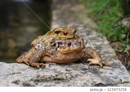 Close-Up of Mating Toads in Natural Habitat Close-Up of Mating Toads in Natural Habitat 123973256