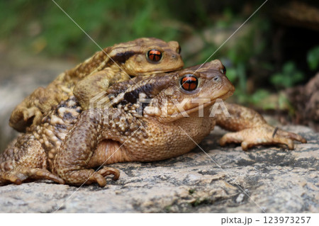Mating Toads Resting on a Rock in the Wild Mating Toads Resting on a Rock in the Wild 123973257