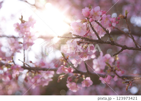 河津桜(逆光3）2025 123973421