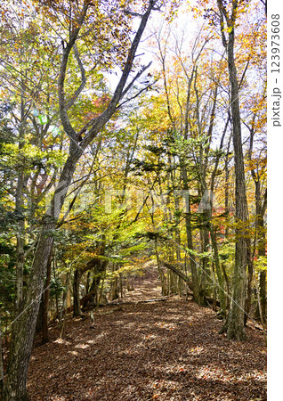 天子山地の中ノ倉山 紅葉の山道 天子山地の中ノ倉山 紅葉の山道 123973608