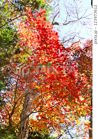 天子山地の中ノ倉山　ハウチワカエデの真っ赤な紅葉 123973612