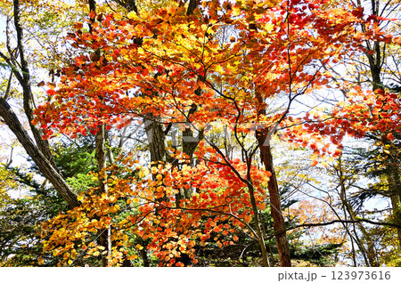 天子山地の中ノ倉山 紅葉のハウチワカエデ 天子山地の中ノ倉山 紅葉のハウチワカエデ 123973616