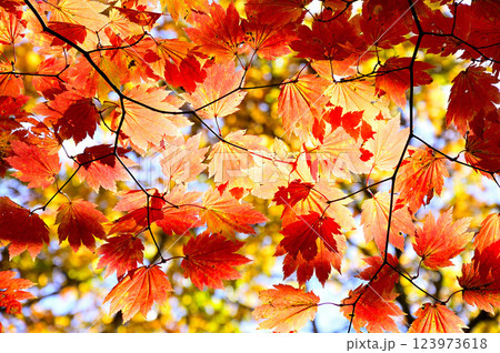 天子山地の中ノ倉山 紅葉のハウチワカエデ 天子山地の中ノ倉山 紅葉のハウチワカエデ 123973618