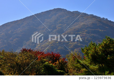 山梨県　本栖湖畔より眺める紅葉の竜ヶ岳 123973636