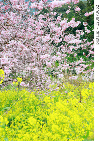 春の訪れを告げる河津桜 春の訪れを告げる河津桜 123973662