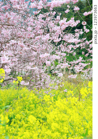 春の訪れを告げる河津桜 123973663