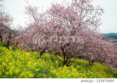 春の訪れを告げる河津桜 123973664