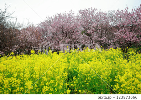 春の訪れを告げる河津桜 春の訪れを告げる河津桜 123973666