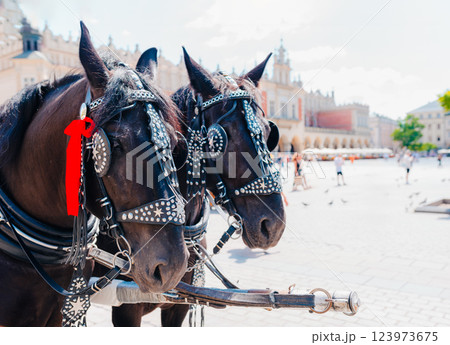 Black Horses with Ornate Harnesses Pulling a Carriage in the historic Market Square in Krakow, Poland 123973675