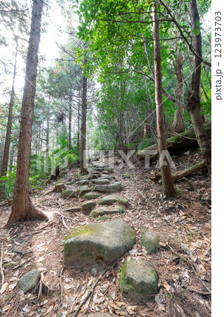 熊野古道伊勢路九鬼峠越え 123973703