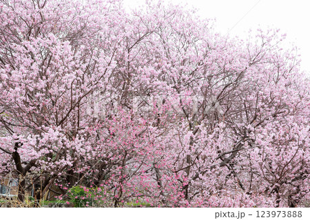 春の訪れを告げる河津桜 春の訪れを告げる河津桜 123973888