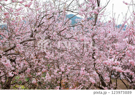 春の訪れを告げる河津桜 123973889