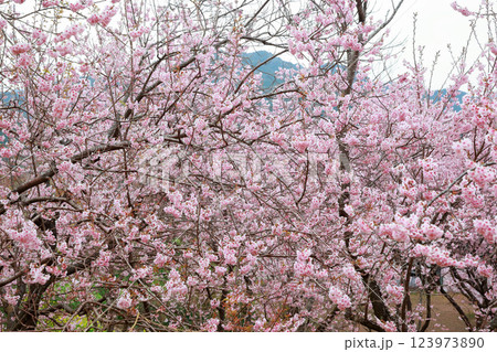 春の訪れを告げる河津桜 123973890