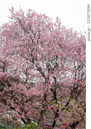 春の訪れを告げる河津桜 123973894