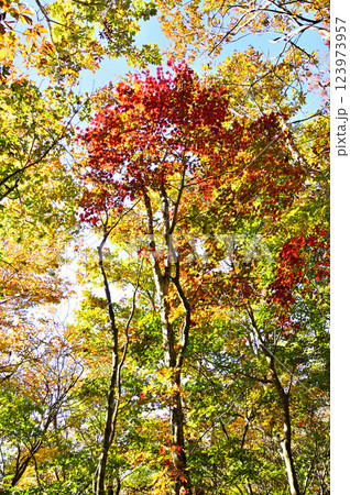 御坂山地のパノラマ台　紅葉のハウチワカエデ 123973957