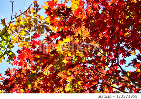 御坂山地のパノラマ台　紅葉のハウチワカエデ 123973959