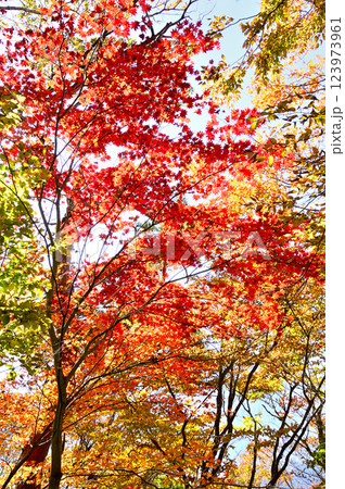御坂山地のパノラマ台の森 紅葉のヤマモミジ 御坂山地のパノラマ台の森 紅葉のヤマモミジ 123973961