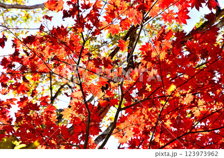 御坂山地のパノラマ台の森 真赤なヤマモミジの紅葉 御坂山地のパノラマ台の森 真赤なヤマモミジの紅葉 123973962