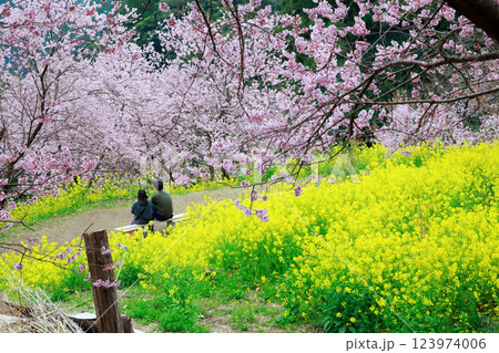 桜を見ながらデート 桜を見ながらデート 123974006