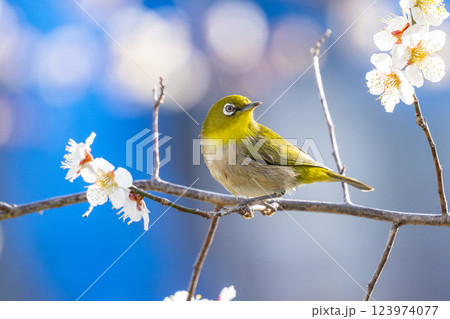 梅とメジロ(梅ジロー) 梅とメジロ(梅ジロー) 123974077