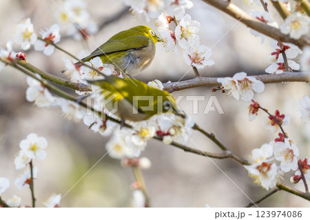 梅とメジロ（梅ジロー） 123974086