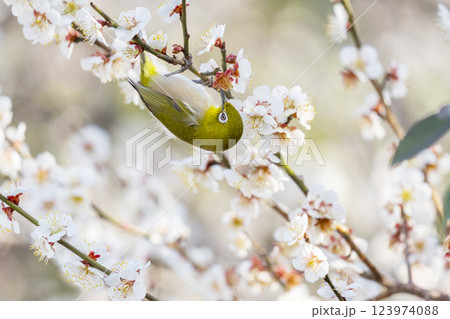 梅の蜜を吸うメジロ(梅ジロー) 梅の蜜を吸うメジロ(梅ジロー) 123974088