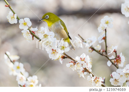 梅とメジロ（梅ジロー） 123974089