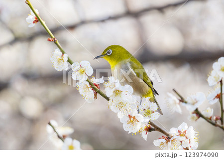 梅とメジロ（梅ジロー） 123974090