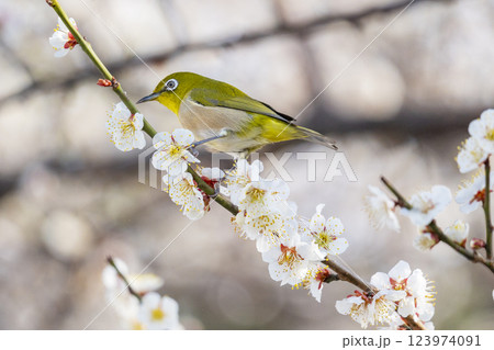 梅とメジロ（梅ジロー） 123974091