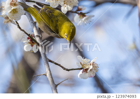 梅とメジロ（梅ジロー） 123974093