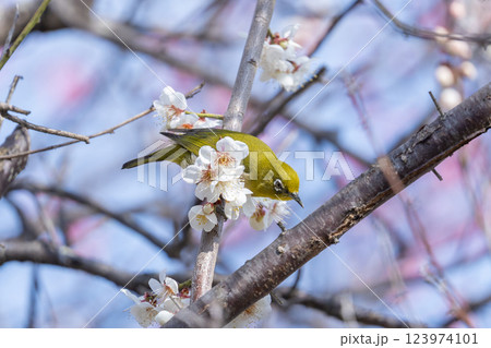 梅とメジロ（梅ジロー） 123974101