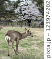 桜を背景に立つ鹿 123974202