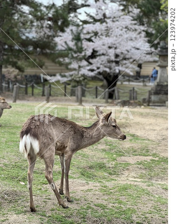 桜を背景に立つ鹿 桜を背景に立つ鹿 123974202