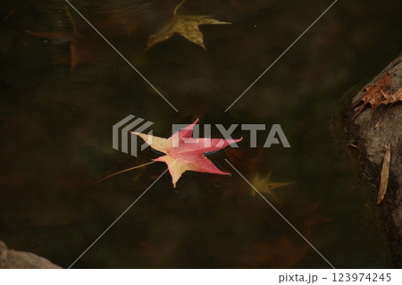 水に浮かぶ紅葉 123974245