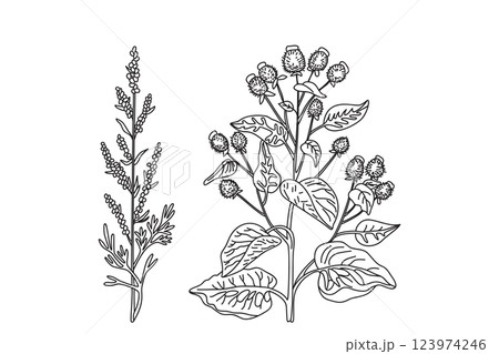 Line art medicinal plants isolated on white background.Hand drawn botanical outline plants with stems, leaves, flowers, fruits vector illustration.Graphic design elements for Traditional medicine Card 123974246