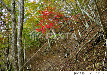 御坂山地の烏帽子岳　メグスリノの赤い紅葉 123974497