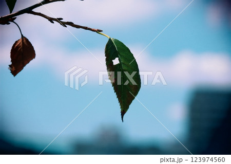 青空に映える若葉 123974560