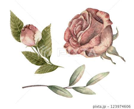Vintage rose set with soft pink and cream hues. Realistic hand drawn watercolor artwork with elegant details. Perfect for card design. Ideal for floral decor and nostalgic botanical artwork. 123974606