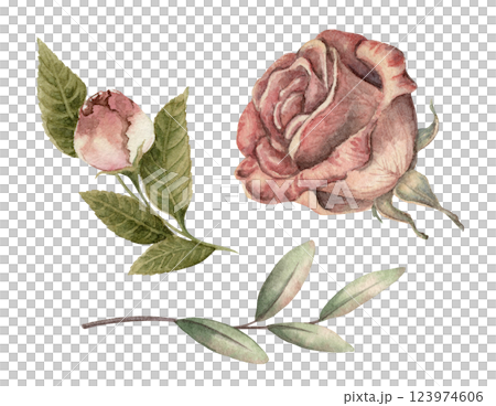 Vintage rose set with soft pink and cream hues. Realistic hand drawn watercolor artwork with elegant details. Perfect for card design. Ideal for floral decor and nostalgic botanical artwork. 123974606