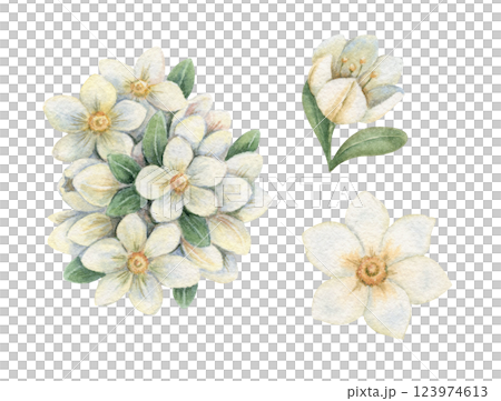 Jasmine flower set in a nostalgic Easter theme. Realistic hand drawn watercolor artwork with fine details. Perfect for card design. Ideal for festive decor and spring botanical artwork. Jasmine flower set in a nostalgic Easter theme. Realistic hand drawn watercolor artwork with fine details. Perfect for card design. Ideal for festive decor and spring botanical artwork. 123974613