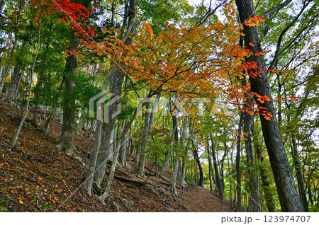 御坂山地の烏帽子岳の森　ウリハダカエデの紅葉 123974707